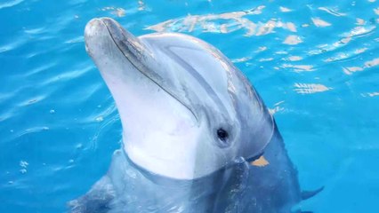 Dolphin Sounds - Dolphin Call