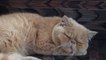 Cat Purring Sounds with Cute Sleeping Cat pictures
