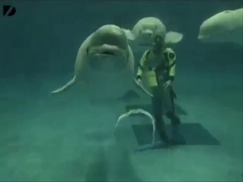 Extraordinary Toroidal Vortices