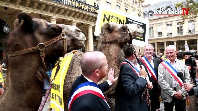 Paris : des dromadaires contre la réforme des rythmes scolaires