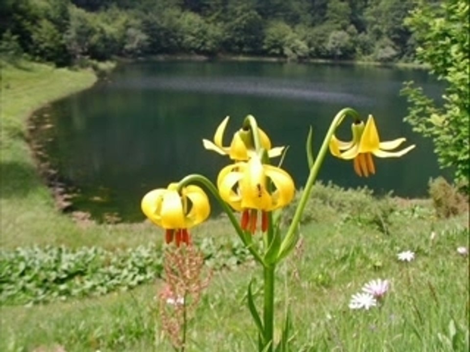 Ljiljane