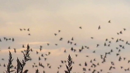 Hitchcock - Les oiseaux ! (2)