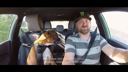 Man's Best Friend- Vaughn Gittin Jr and his dog, Brody, rally in the Ford Fiesta ST