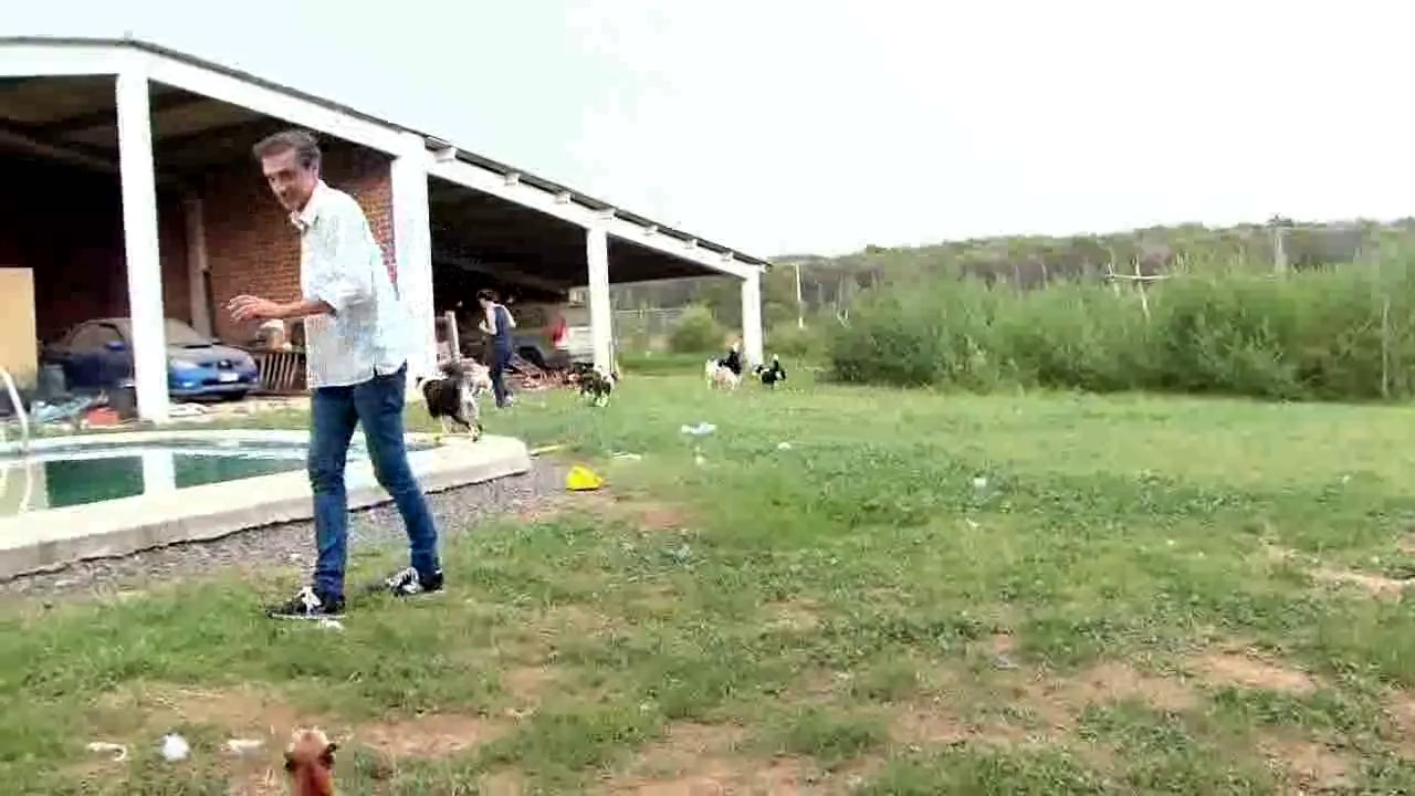 Mafalda's Collie -Visita de Tango