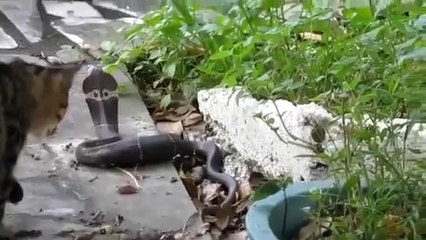 Kedi VS Kobra Yılanı