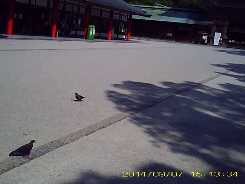 神社 鳩