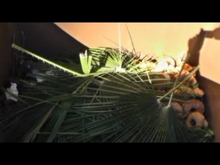 Napoli - Differenziata, ok per la carta ma per il resto... (06.09.14)