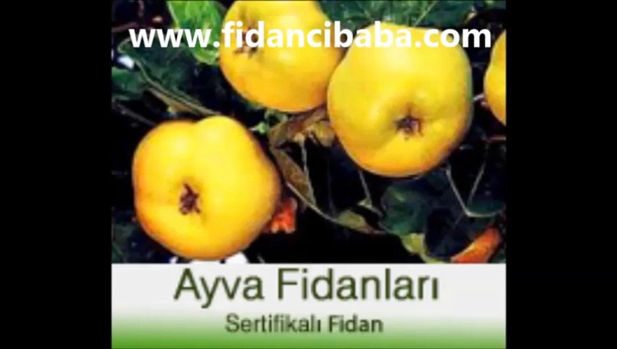 Fidancı BABA