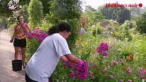 Les jardins de Claude Monet à Giverny