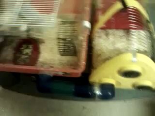 My hamster cage sets for Rambo and Jumper