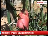 Mersin'de 'Pitaya' Meyvesi Yetiştirildi