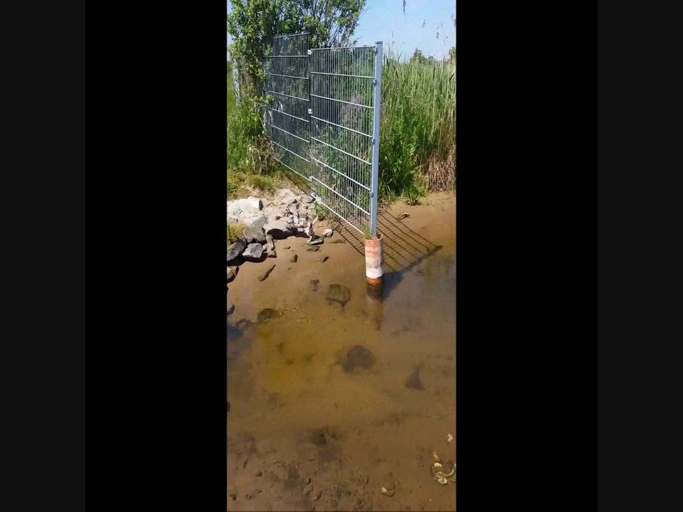 Chihuahuas & Japan Chins Vom Schwarzen Meer