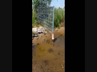 Chihuahuas & Japan Chins Vom Schwarzen Meer