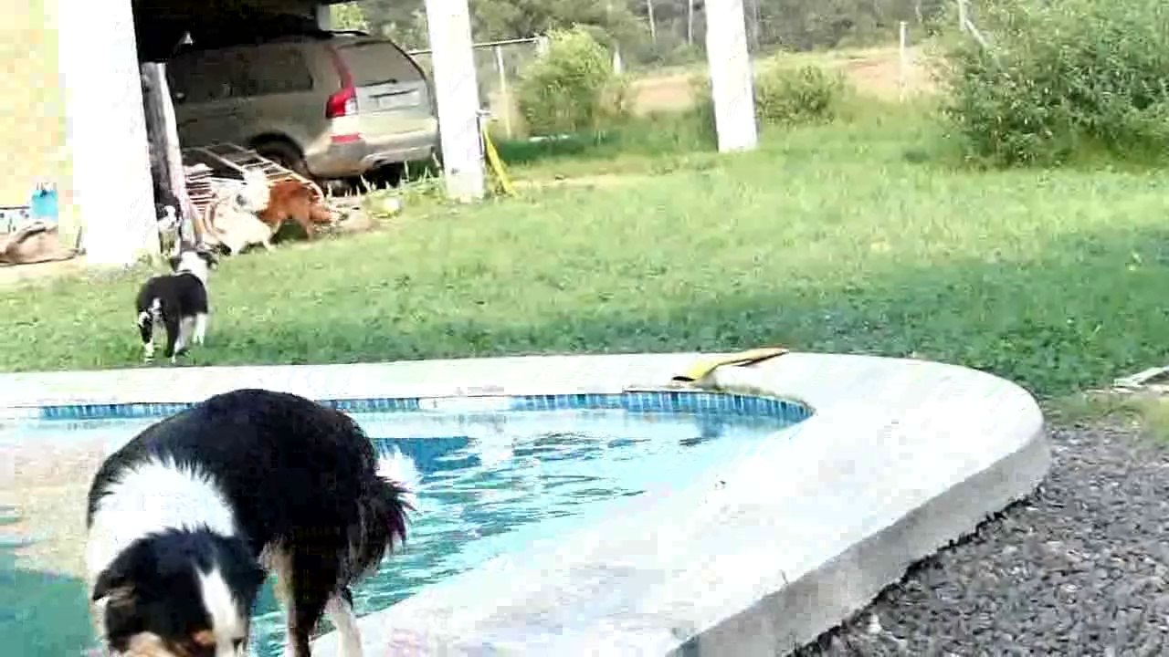 Mafalda's Border Collie -Visita de Tango-1