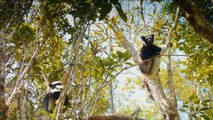 Island of Lemurs: Madagascar IMAX 3D - Featurette