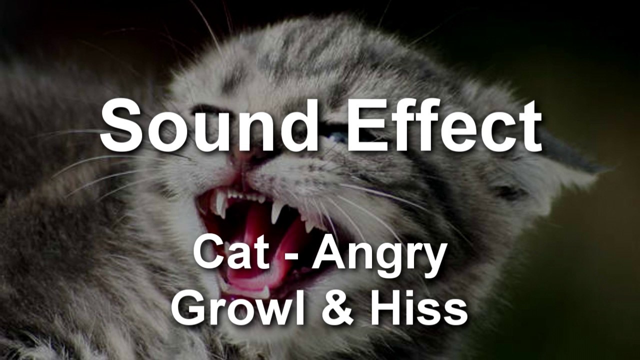Cat Angry Grow Hiss ANGRY CAT SOUND EFFECT
