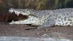 Crocodile Sounds and Pictures