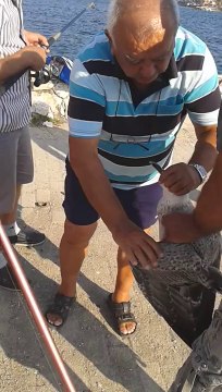 Mert balık tutmaya çalışırsa Oltayla Martı tutmak..