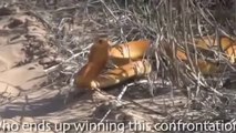 Animal attack Golden King Cobra Vs Mongoose Top ten10@animal