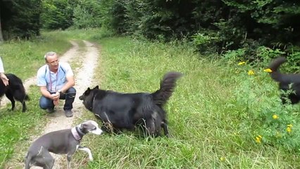 07/09/2014 : Jack (Floris) & Jessie (Esmeralda) en forêt