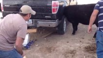 Cow Head Stuck In Tire