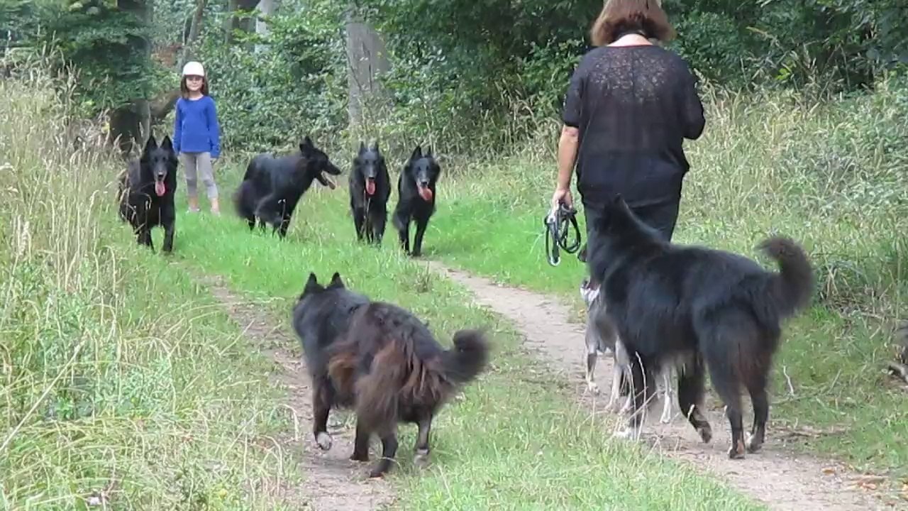 07/09/14 (2)  : balade en forêt avec Jack & Jessie