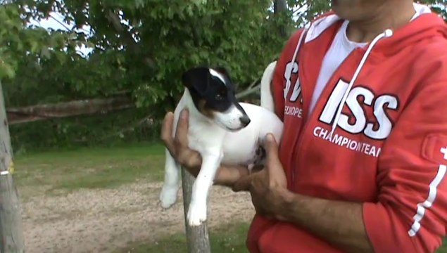 Chiot mâle LOF fox terrier poil lisse. Pére : CH Fantastic du Manoir Saint Adrien. Mére : Gipsy de la rivière Landelot