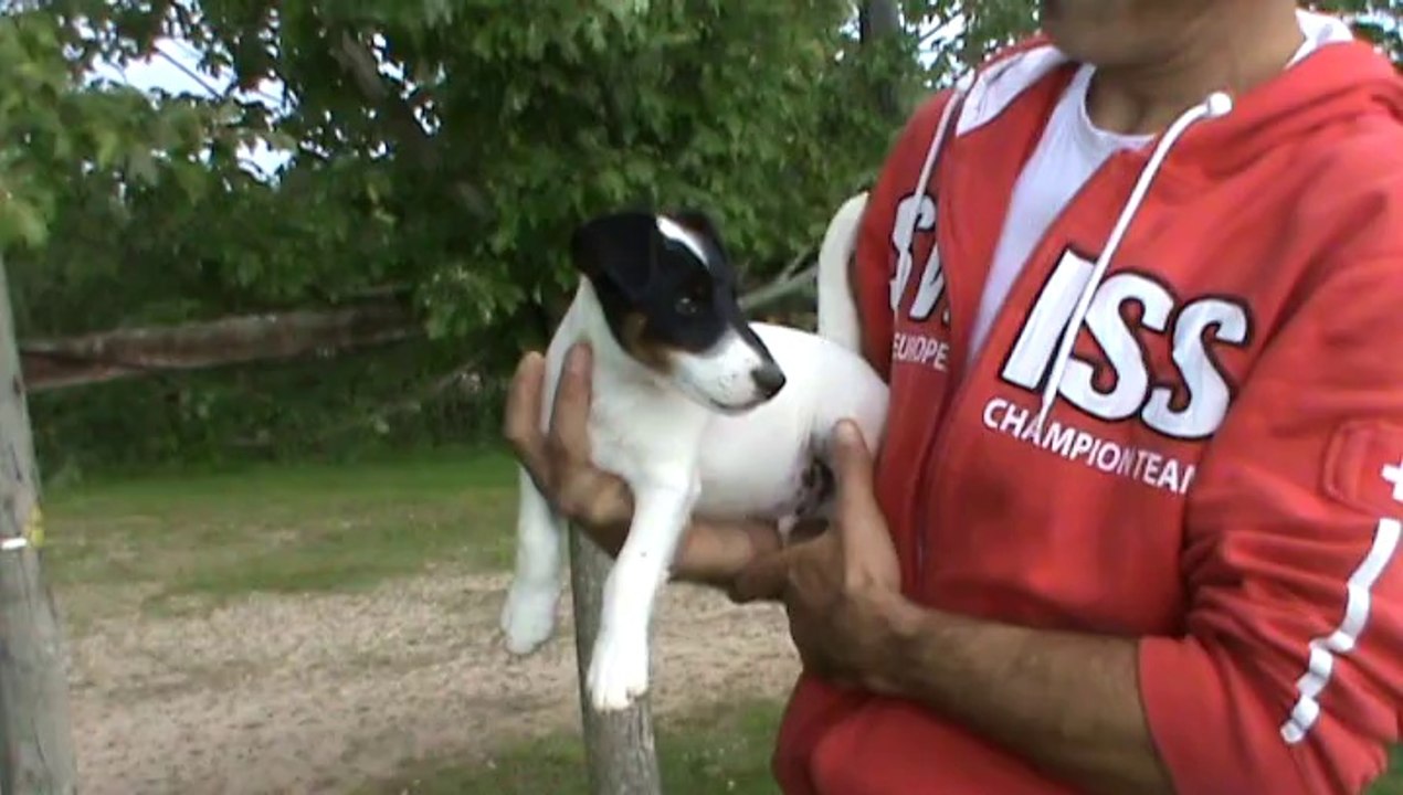 Chiot mâle LOF fox terrier poil lisse. Pére : CH Fantastic du Manoir Saint Adrien. Mére : Gipsy de la rivière Landelot