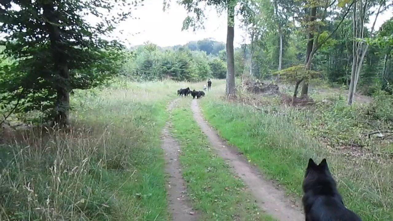 7/9/14 (3) : Jessie en balade en forêt