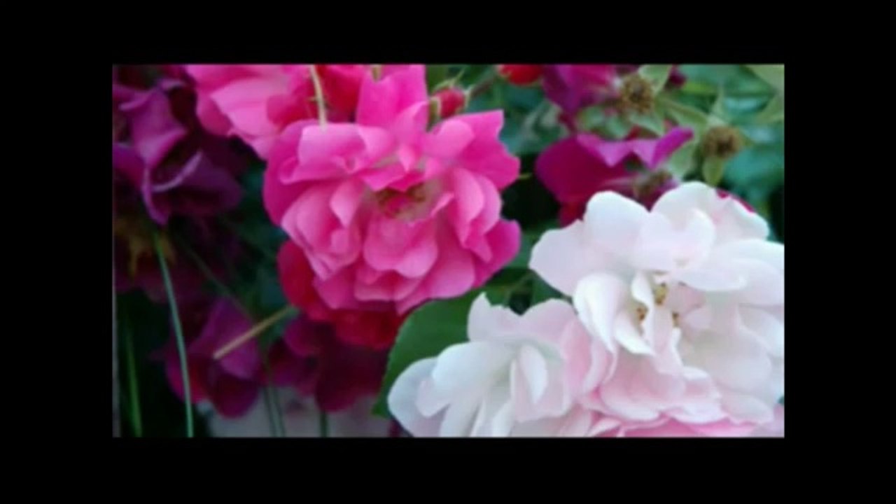 Eritrean Instrumental Dawit Kidane_2