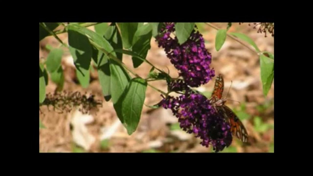 Eritrean Instrumental Dawit Kidane_3