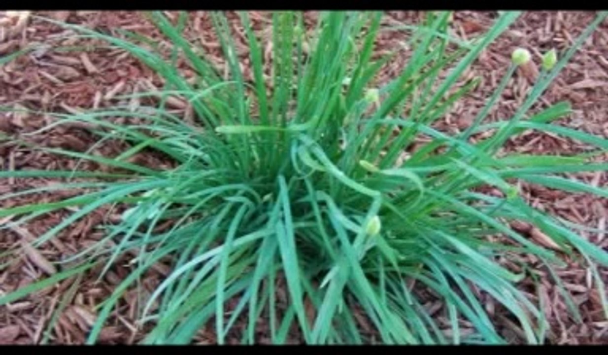 Eritrean Instrumrntal Music - Dawit Kidane