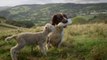 Jess the Springer Spaniel feeds an orphaned lamb with a bottle
