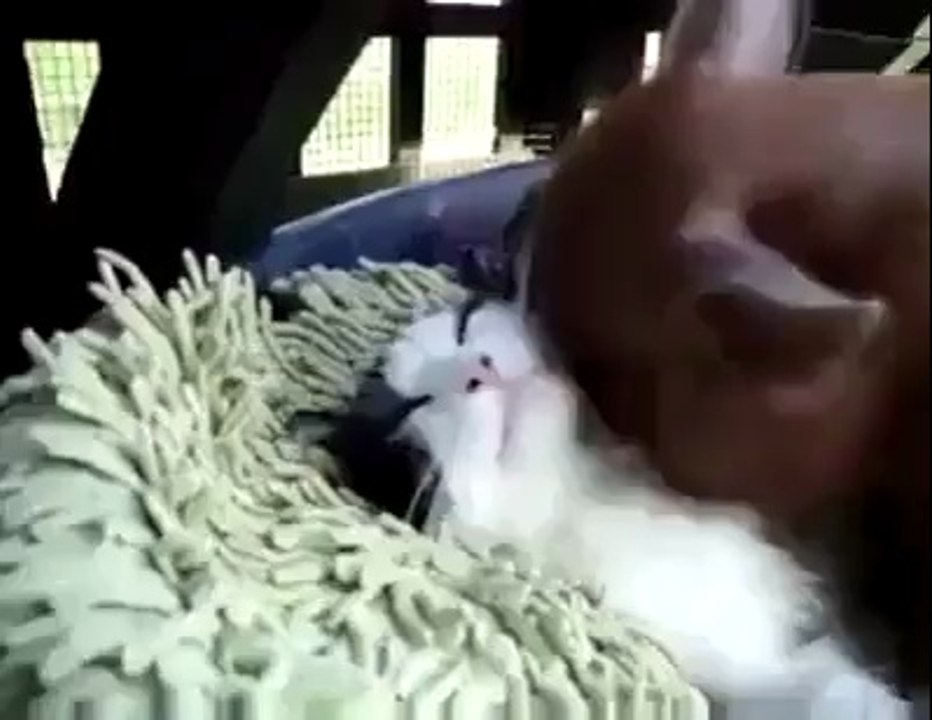 pig loves cat