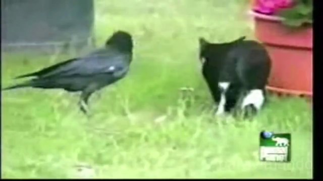 10 amazing relationships between animals