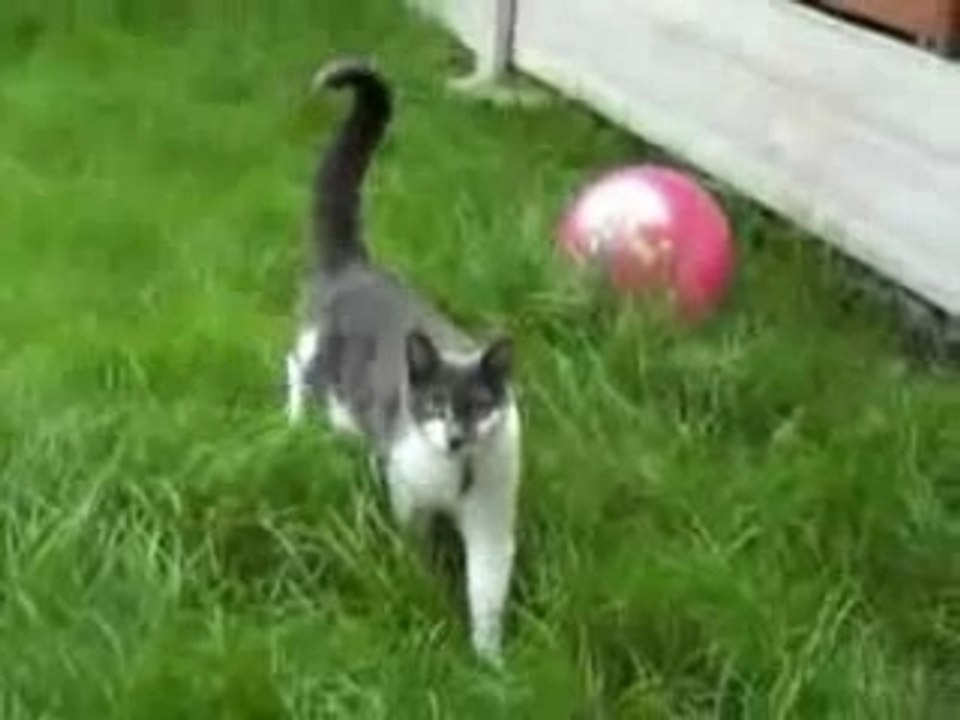 Gatto all'attacco