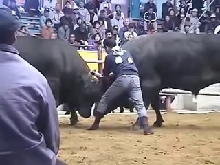 Buda Çinlilerin Boğa Güreşi