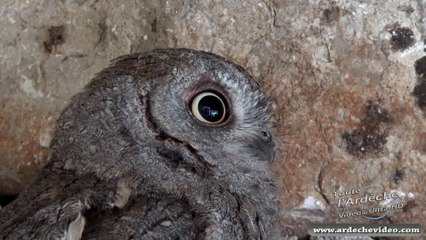 Hibou Petit Duc (Ardèche) (4K)