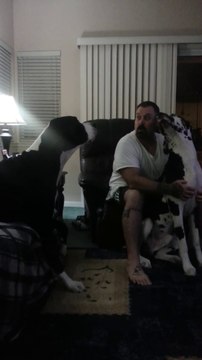 Spoiled Great Dane Adorably Argues With Owner
