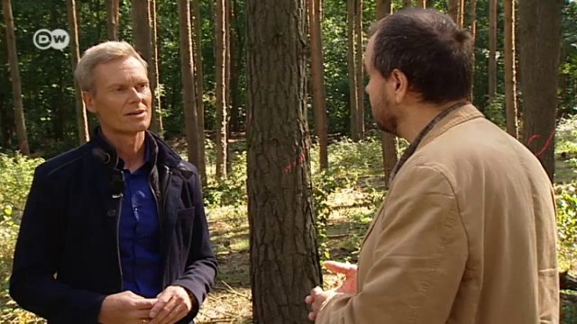 How do trees react to climate change? | Tomorrow Today