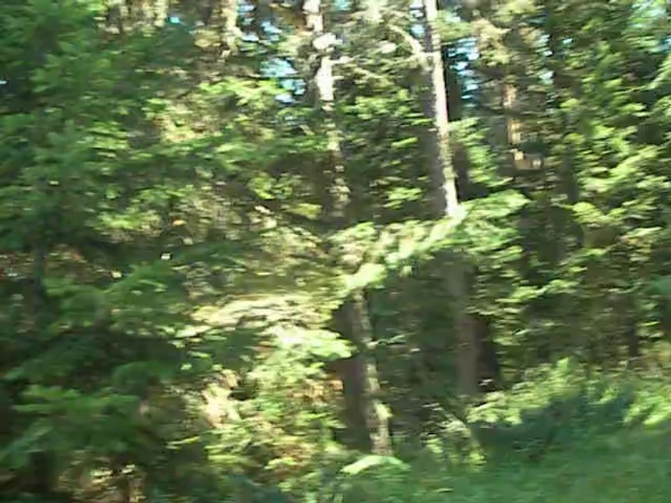 ÇAMLIDERE BUĞRALAR YAYLASI MANTAR TOPLAMA