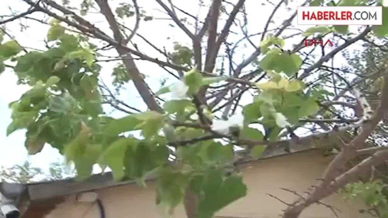 Kayısı Ağacı Eylül Ayında Çiçek Açtı