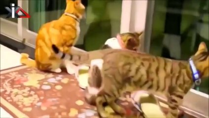 FUNNY ANIMALS COMPILATION - Hilarious Animal Fails