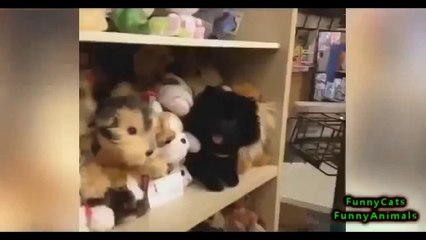 Funny Videos , Best Animal Videos February 2014 Funny Cats, Dogs, Animals Videos