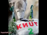 Knut The Polar Bear A Tribute Funny Pranks and Funny Animals Clips _ New Funny Videos, May 2014