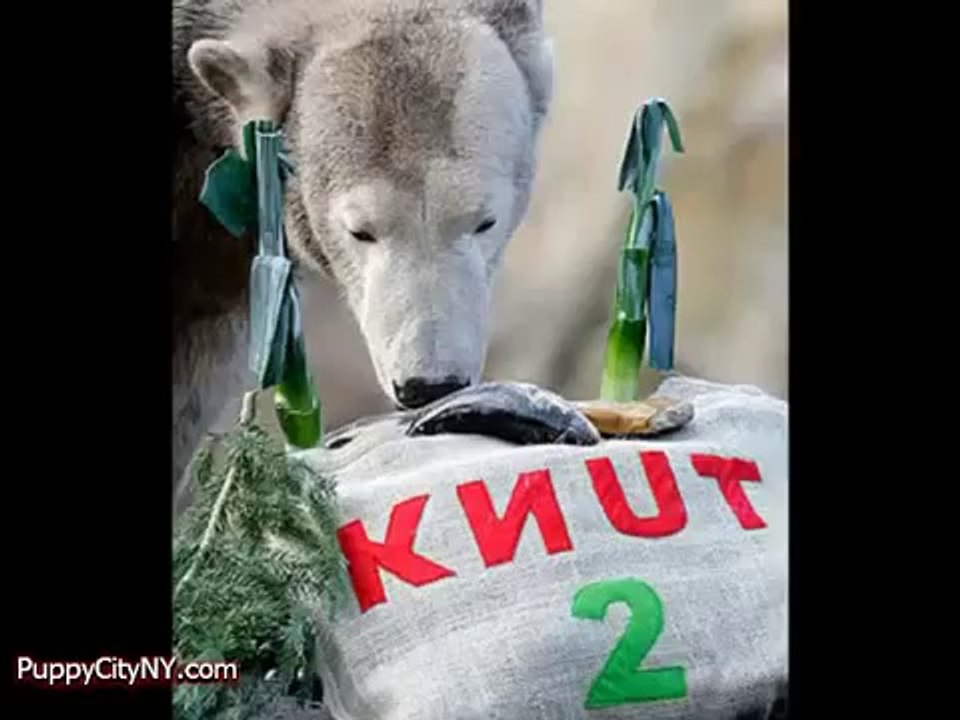 Knut The Polar Bear A Tribute Funny Pranks and Funny Animals Clips _ New Funny Videos, May 2014