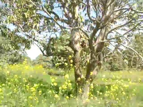 Aysha and shahzeb 0333-7335094