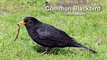 BIRDSONG - Common Blackbird Bird Call