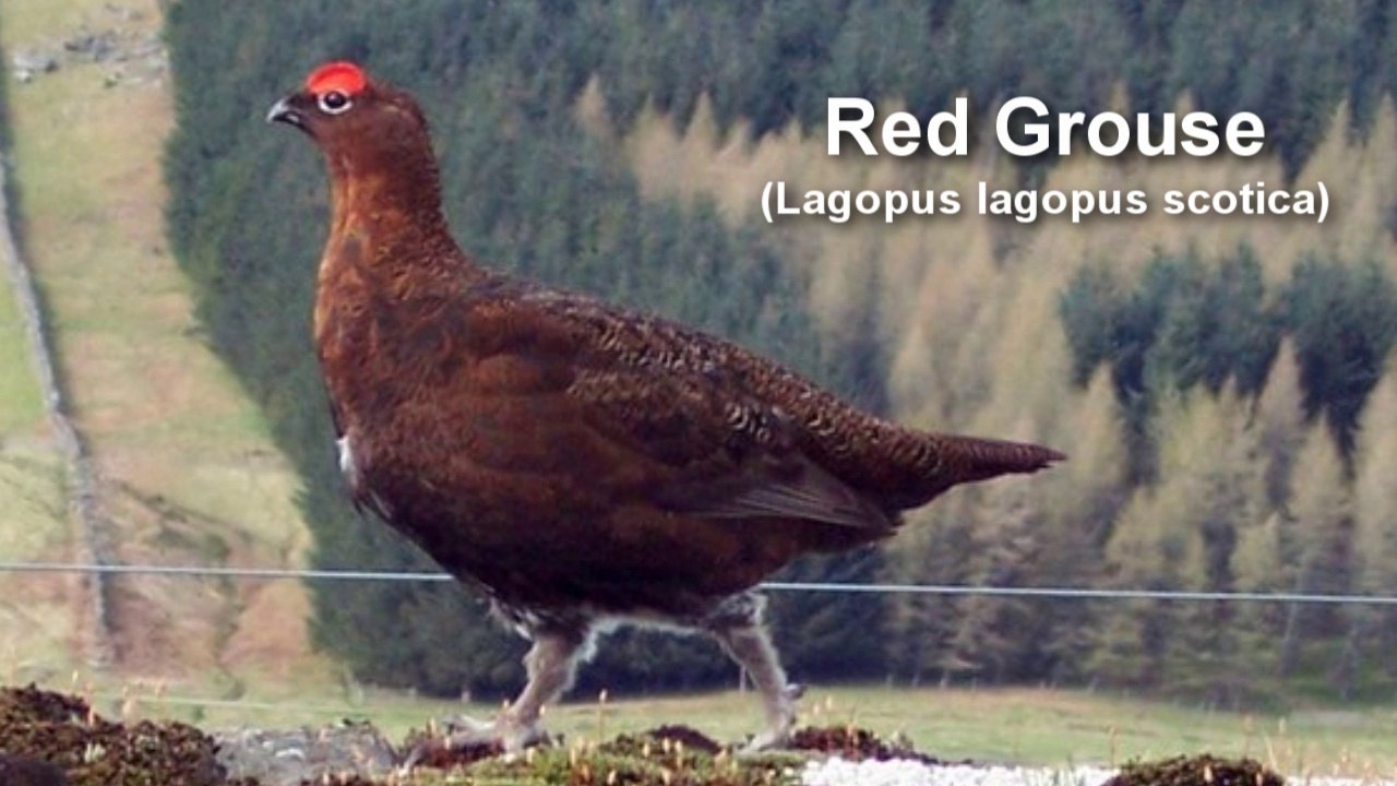 Red Grouse Bird Call
