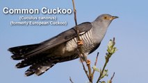 Birdsong - Common Cuckoo  Bird Call